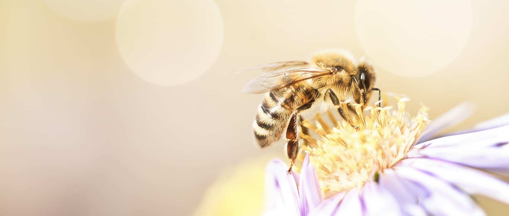 bienenluft_startseite