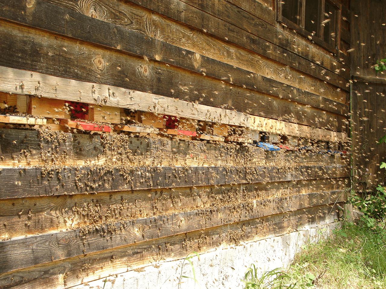 Außenwand eines Holzgebäudes mit zahlreichen Bienenstocköffnungen, aus denen tausende Bienen aus- und einfliegen.